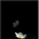 바람꽃