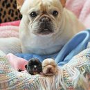 멍멍개야 이미지