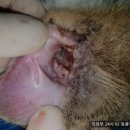 의정부 24시 IU 동물병원 이미지