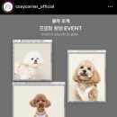 귀여운 매력 뽐낸 코지코너 강아지 옷 모델 촬영 후기