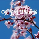 CU(벚꽃점) 네이버블로그