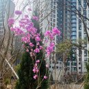 진달래약국 이미지