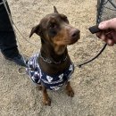 월드애견스쿨(멍스데이)(뉴펫하우스) | 대전,공주 애견훈련소 : 월드애견스쿨멍스데이 (도베르만 훈련 4개월차)