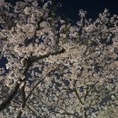 목화숯불갈비 | 진해 현지인의 진해 군항제 추천 맛집! 진짜 내돈내산 단골 맛집🌸