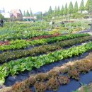 천안시농업기술센터 | 도시농부학교, 천안 도시농부학교, 천안 도시농부학교 10기 10주 차 수업 후기, 계피 살충제, 지주대...