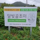 달빛골 초미