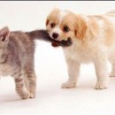 도도한강아지 이미지