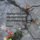1239 | 사랑 명상 1239