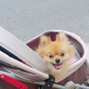 더 데일리 펫샵 이미지