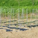 대잠약국 이미지