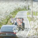 왕지마을회관 | 눈물의 여왕 촬영지 문경, 레일바이크, 충주 일몰, 배꽃 어디?