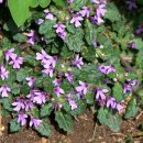 금란초교 이미지