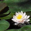 수련