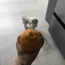 벨라루시펫살롱 이미지