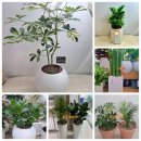 🌿청주 오창꽃집｜카페 개업화분｜탭플레이 오픈 축하 녹보수 배달 후기