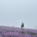 감악산비 | 거창 감악산 아스타국화 축제 추석연휴 실시간 정체시간 비오는날 후기