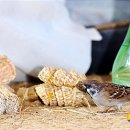 공예장이
