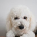 강아지나라동물병원 이미지