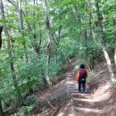 삼척활기자연휴양림 이미지