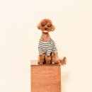 모모펫 | 수원 인계동 애견미용 펫모모 푸들 미용 후기