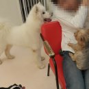 해피치 애견카페 이미지