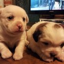 까치골가든 이미지