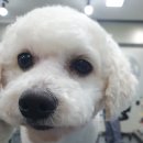 멍 삼촌 이미지