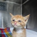 [25서울42] 윌마/한국고양이/수컷/추정나이25.05.02/0.4kg 이미지