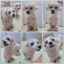 마리애견 | 금촌 애견미용 / ✂️ 강아지 두 마리 위생미용 후기 ✂️