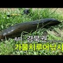 #44 경북권 가물치루어낚시 동영상 이미지