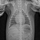 공주동물병원 이미지