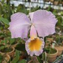 Cattleya schroederae 'Elegans' x 'Cerejeira '(슈로데레 '엘레강스' x '세레헤이라') 이미지