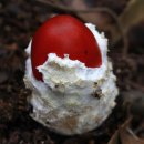 여름의 숲 이미지