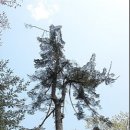 풍산임업
