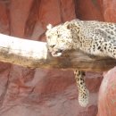 우치흑염소 | 2021. 04. 10. 우치공원 동물원 방문기 ①