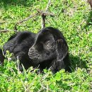 함박웃음 흑염소 농장 이미지