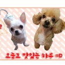 돈 돼 지 네이버블로그