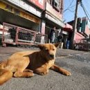 모란가축시장 이미지