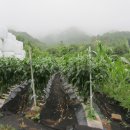 종호농장 이미지