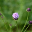 이종인농장 | 평생독서계획(존 S. 메이저, 클리프턴 패디먼 저 | 이종인 역)