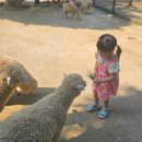 목장장 | 서울 근교 아이랑 가볼만한곳 추천 양평 양떼목장