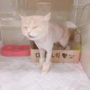 미라클 동물병원 이미지