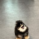 미래애견 이미지