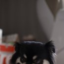 프로빌 | 입냄새와 치석 걱정 끝! 빌리스벳 프로바이츄 덴탈 개껌 후기