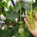 경북농약사 이미지