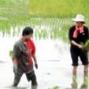 (마감) (9월19일-20일) <147번째.. 농촌일손돕기 사랑의 밤따기> 나눔 공지 이미지