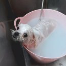 뽀미 애견 미용샵 이미지