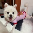 대망맨션 | [부산 여행] 3탄｜키티 천국 전포역 소품샵 추천 (페이크마켓,셀럽소이,버블맨션외 찐 후기)