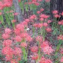 상림민박 이미지