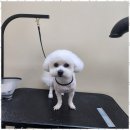 강아지미용실_편안 이미지